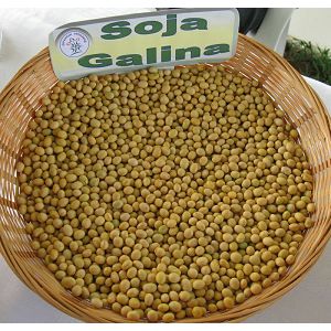 SOJA GALINA
